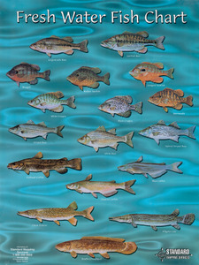FC02 Freshwater Fish Chart