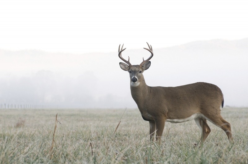 Deer hunting in the early morning or evening?