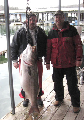 Rodney Ply weighing his pending world record striper
