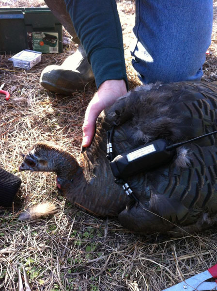 Nathan Yeldell's photo of a turkey with gps transmitter