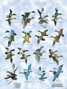 DC01 Duck Chart for Southern water fowl identification chart.