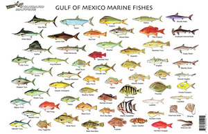 FC01 Gulf of Mexico Fish Chart