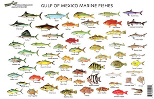 Mississippi Fish Identification Chart