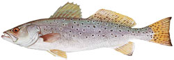 speckled trout