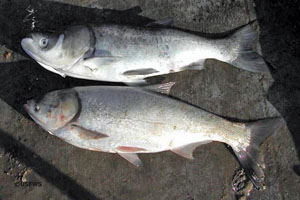 Bighead and Silver Carp