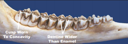 Deer teeth at three years of age. Image courtesy TPWD.