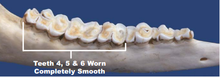 Deer teeth at 8 years of age. Image courtesy TPWD.