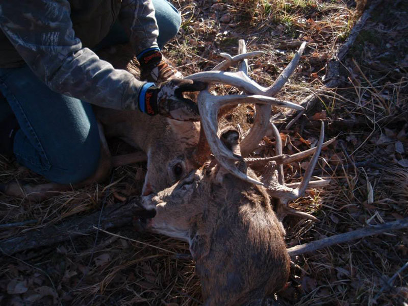 Deer carrying his rivals head