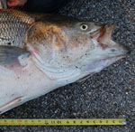 State Record Striped bass caught in Alabama