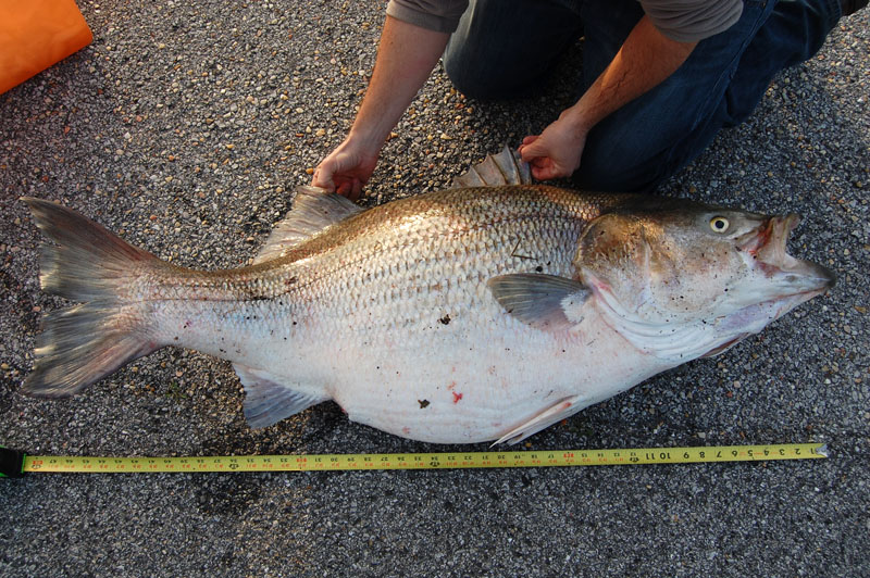 State Record Striped bass caught in Alabama
