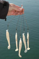 Alabama Rig