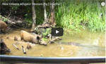 Alligator-wildboar