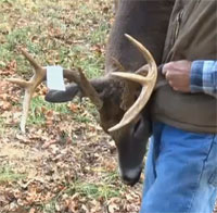 Browning's deer
