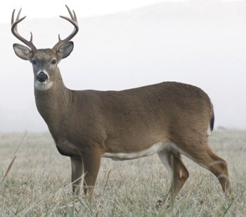 Deer hunting in the morning or evening,   which do you prefer?