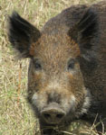 Feral hog