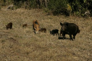 Feral pigs