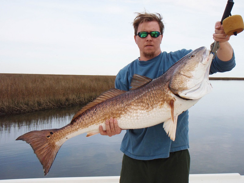 Giant redfish feeding on nutria in the marshes of Louisiana