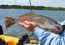 2015 CCA tagged-redfish
