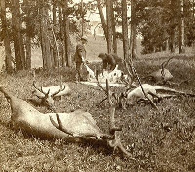 Yellowstone Poaching crisis of 1875