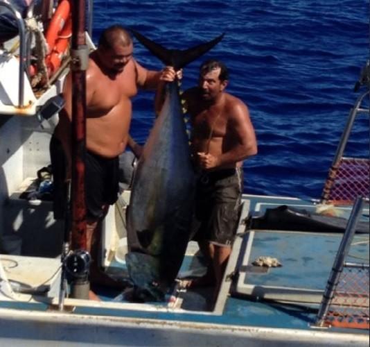 Anthony Wichman's 230lb. tuna