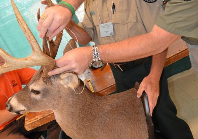 How To Measure White tailed Deer Antlers how-to-measure-white-tailed-deer-antlers