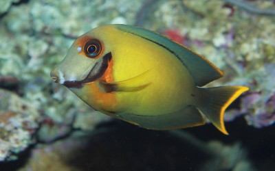 chocolate surgeonfish