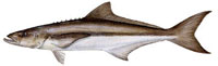 Cobia also known as ling or lemon fish