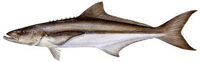 Cobia also known as ling or lemon fish