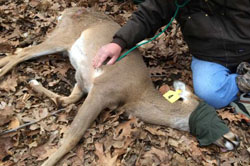 Deer tagging by the Humane Society of the United States
