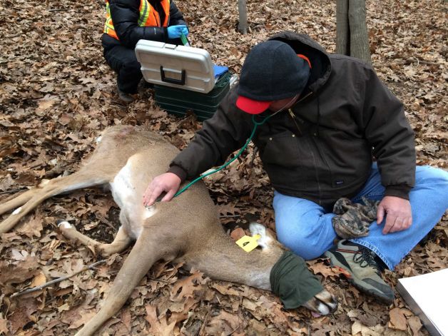 Deer experiment by the Humane Society of the United States 