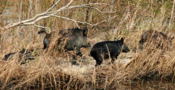 Gummy Bears to solve LA feral hog problem