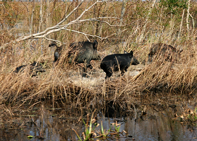 Gummy Bears to solve LA feral hog problem