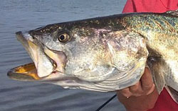 Florida record trout