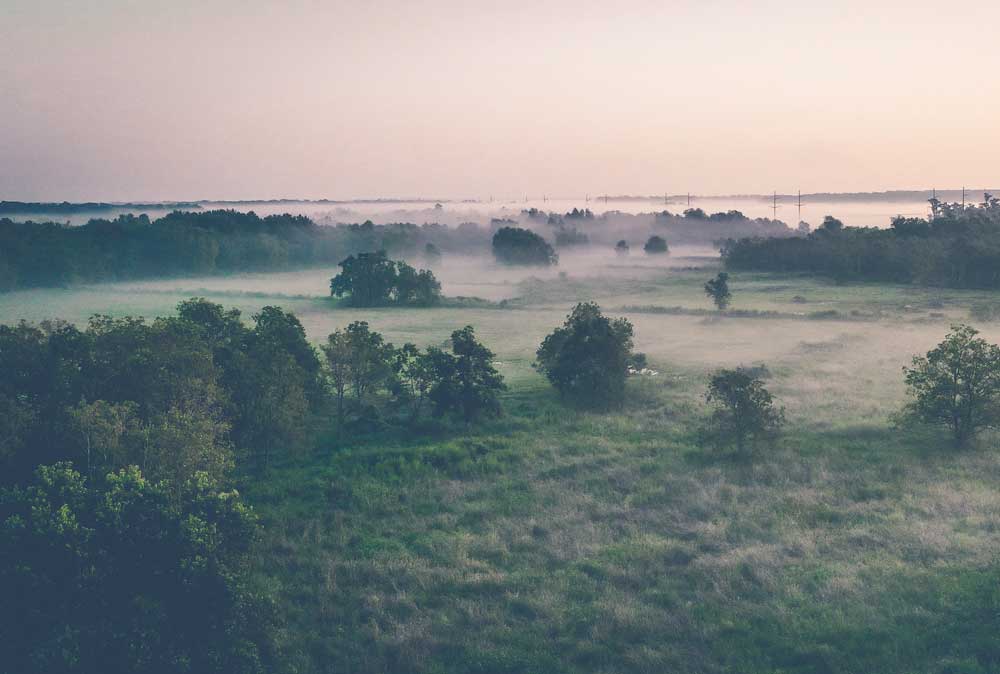 Foggy morning listening to the symphony of the Pre-Rut