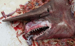 Captain Carl Moore was flabbergasted when his crew brought an 18-foot-long goblin shark aboard.