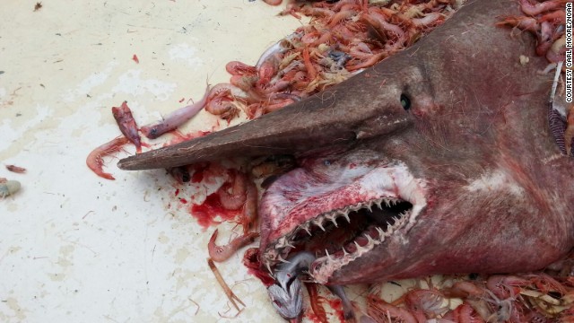 This goblin shark survived its visit to the surface and was later released.