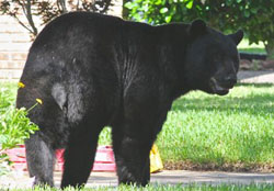 Louisiana black bear