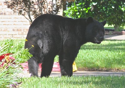 Louisiana Black Bear