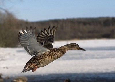 Mallards are adaptable birds that can live in urban habitats one week and return to the wild the next. Biologists are interested in why Anchorage's ducks seem to like spending winter in the city. 