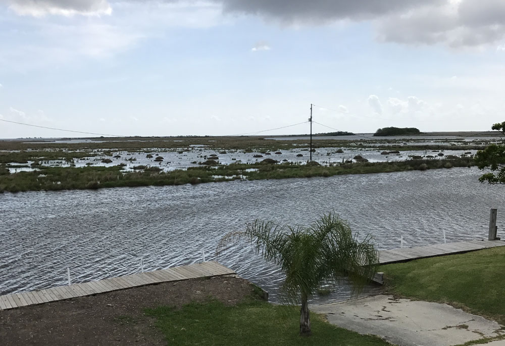 MARSH DAMAGE CAUSED BY MUSKRATS