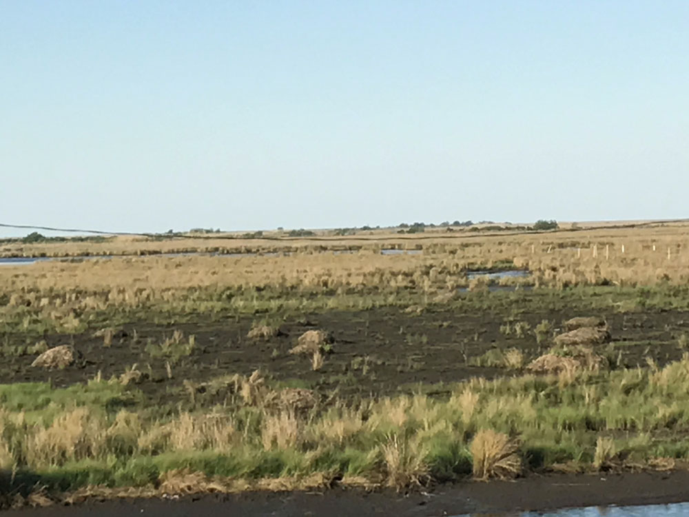 MARSH DAMAGE CAUSED BY MUSKRATS LATEST THREAT TO COASTAL EROSION