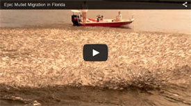 Mullet Run in Florida