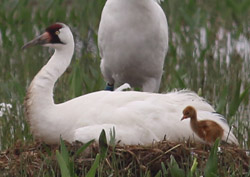 New whopping crane hatchling