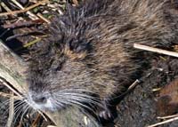 nutria in the marshes of Louisiana - fish fodder?