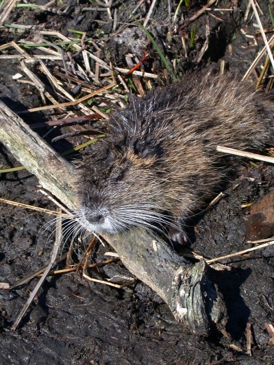 nutria in the marshes of Louisiana