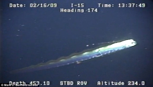 Caught on tape by LSU marine biologists