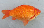 Rare giant goldfish caught in Lake St. Clair