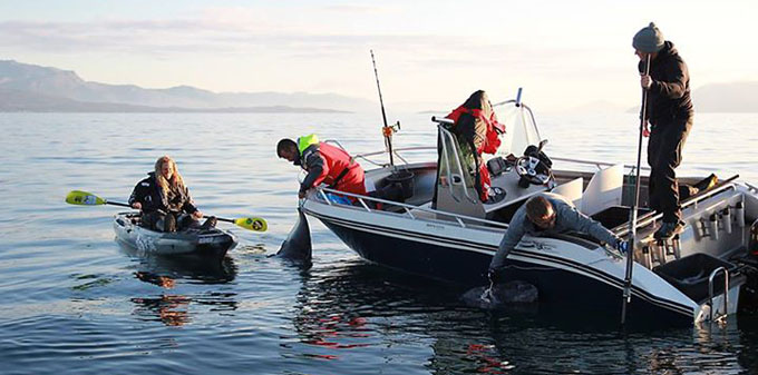 Greenland shark caught by kayaker weighing 1,247 pounds