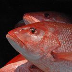 Recent extension of the Gulf of Mexico red snapper season