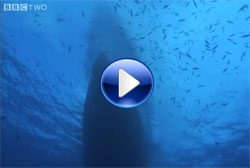 tuna catching video
